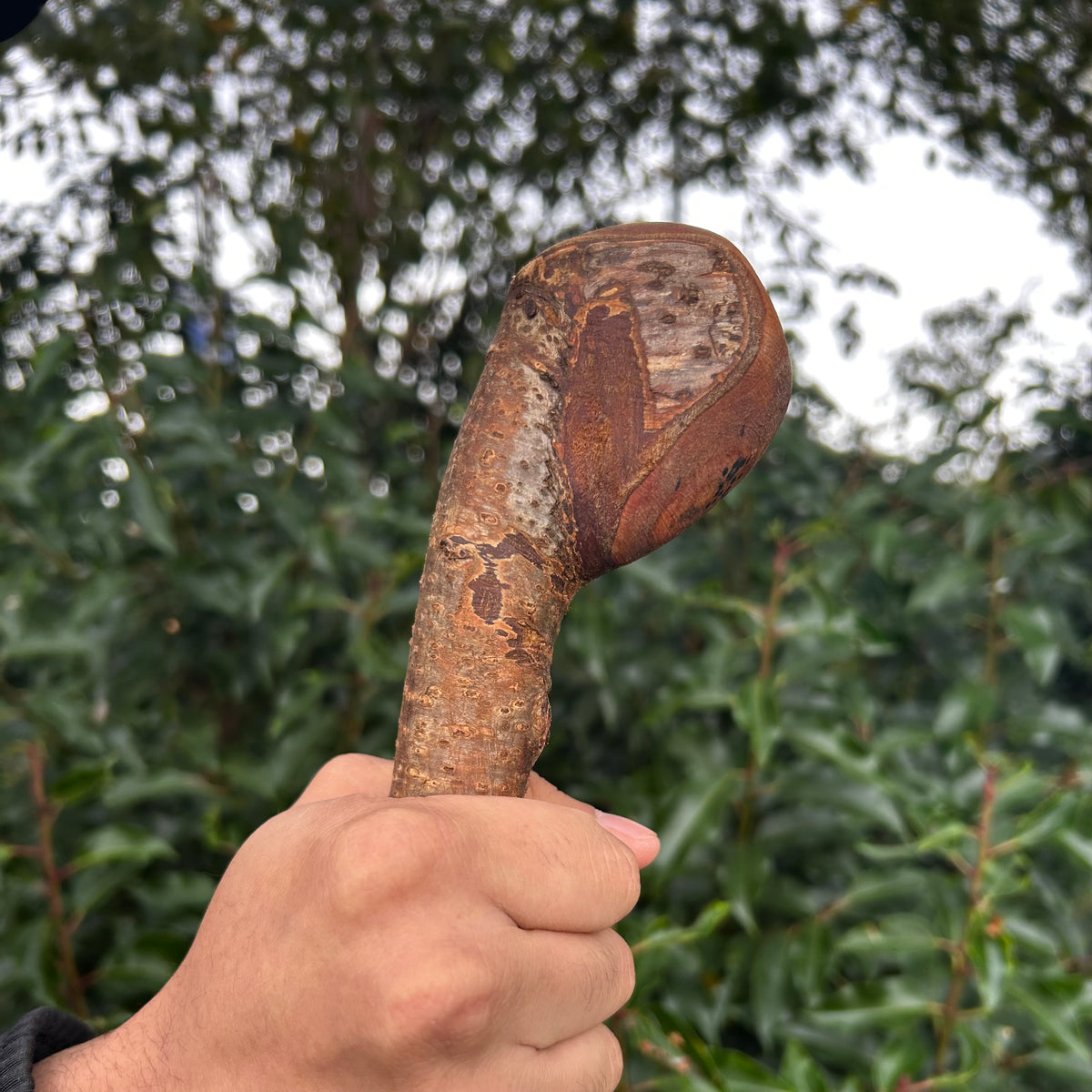Mature Blackthorn Shillelagh Medium Knob Stick – 98 cm (38.6”)