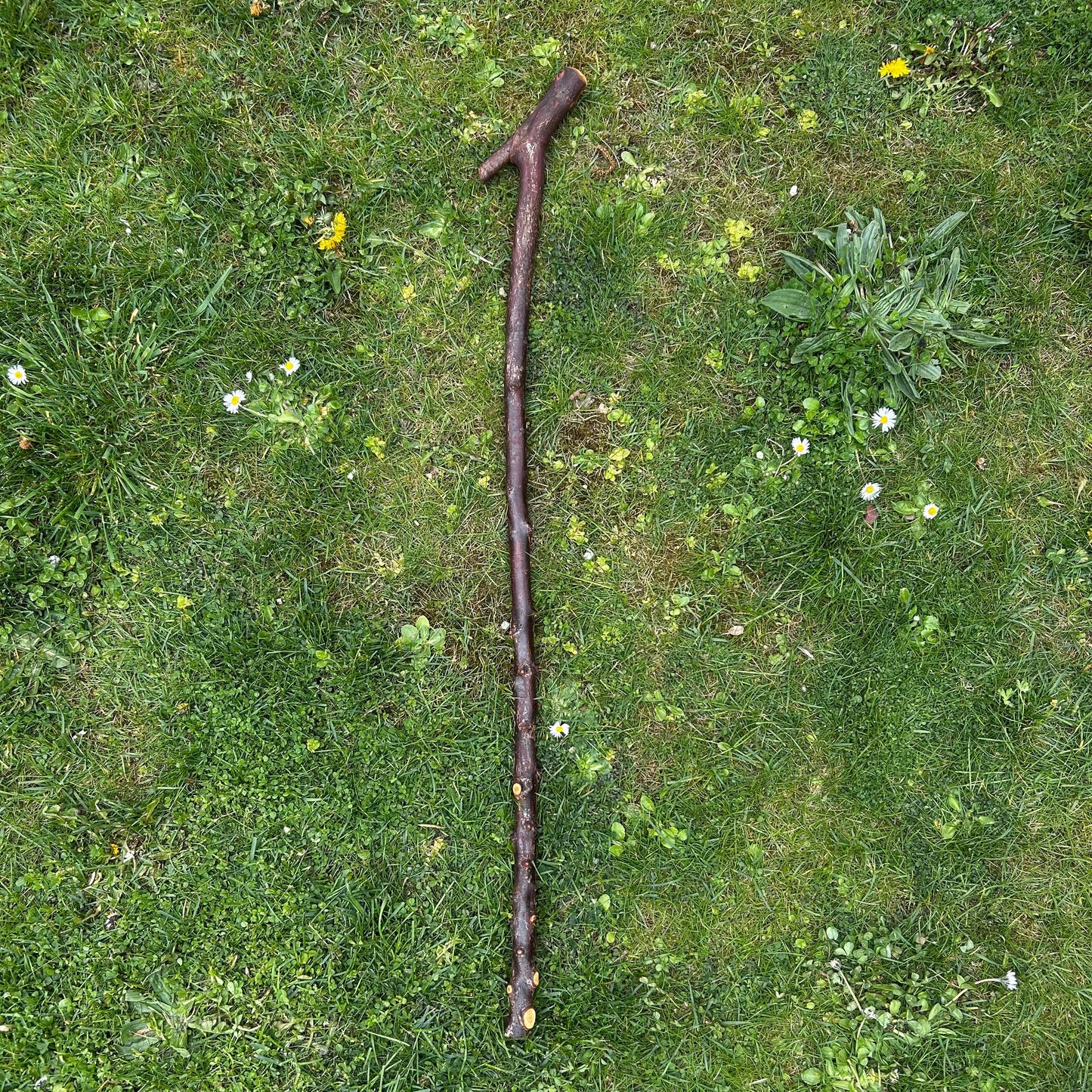 Blackthorn Shillelagh with Sloped L Handle Tail – 102 cm (40.1”)