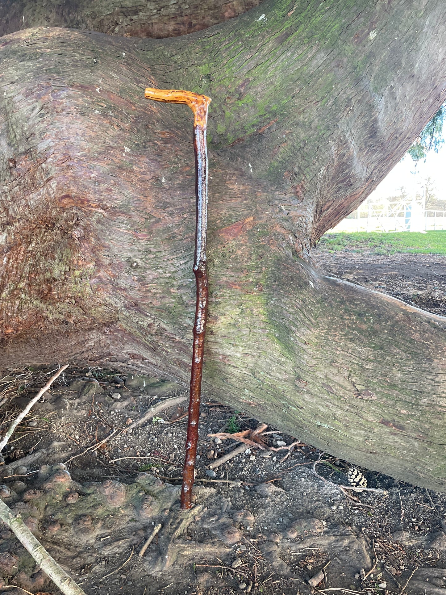 Blackthorn walking stick with L Handle