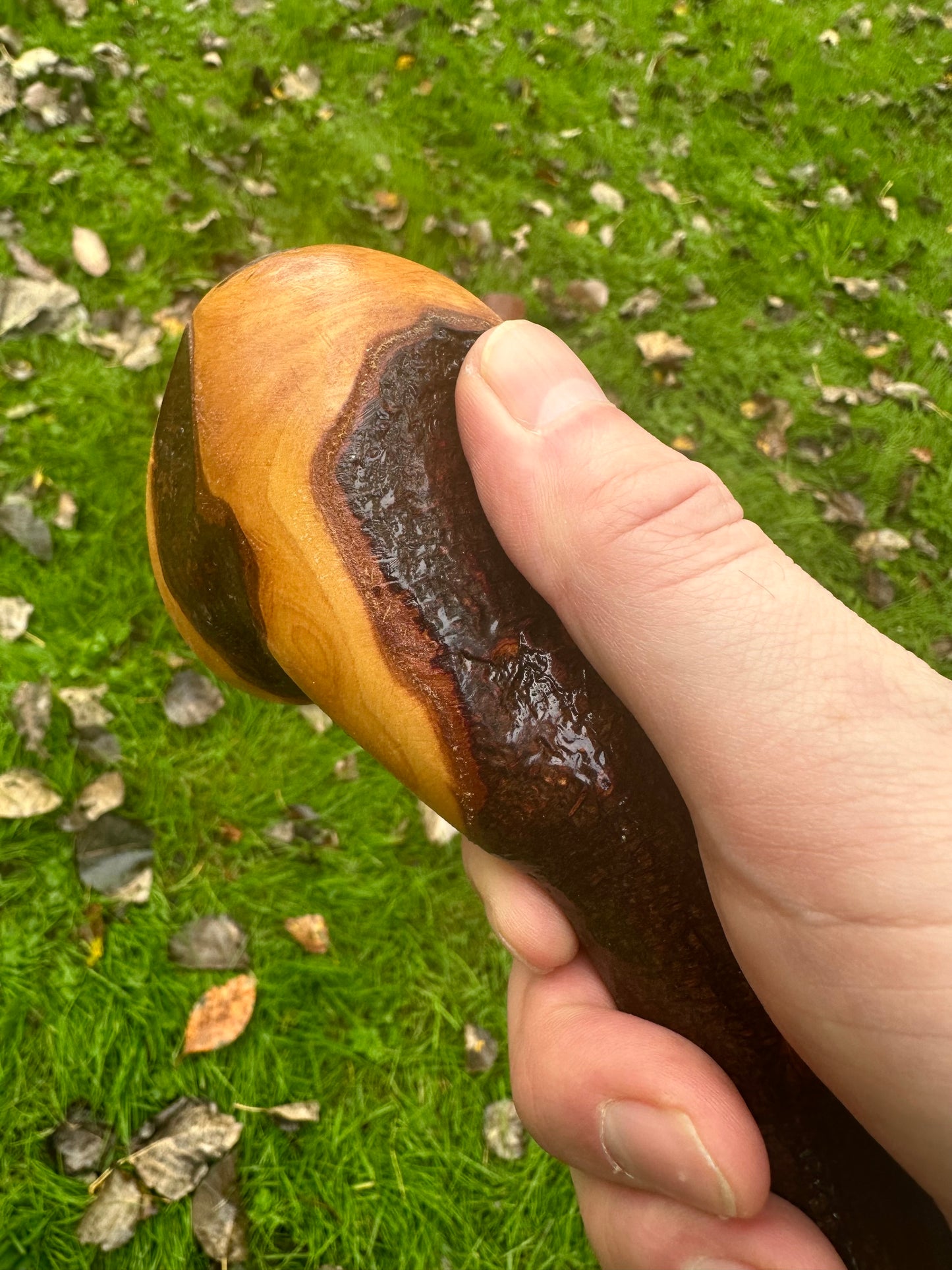 Irish Blackthorn Walking Stick with Knuckles – 40”