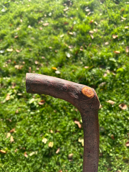 Blackthorn Walking Stick with L Handle - 97 cm / 38.2 inches