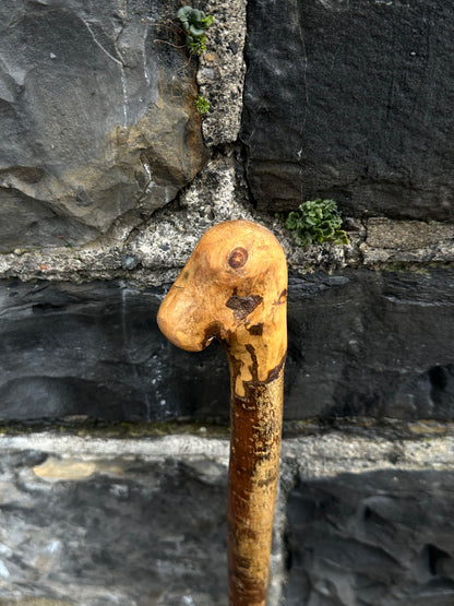 Irish Holly Walking Stick with Small L Handle – 106 cm (41.7”)