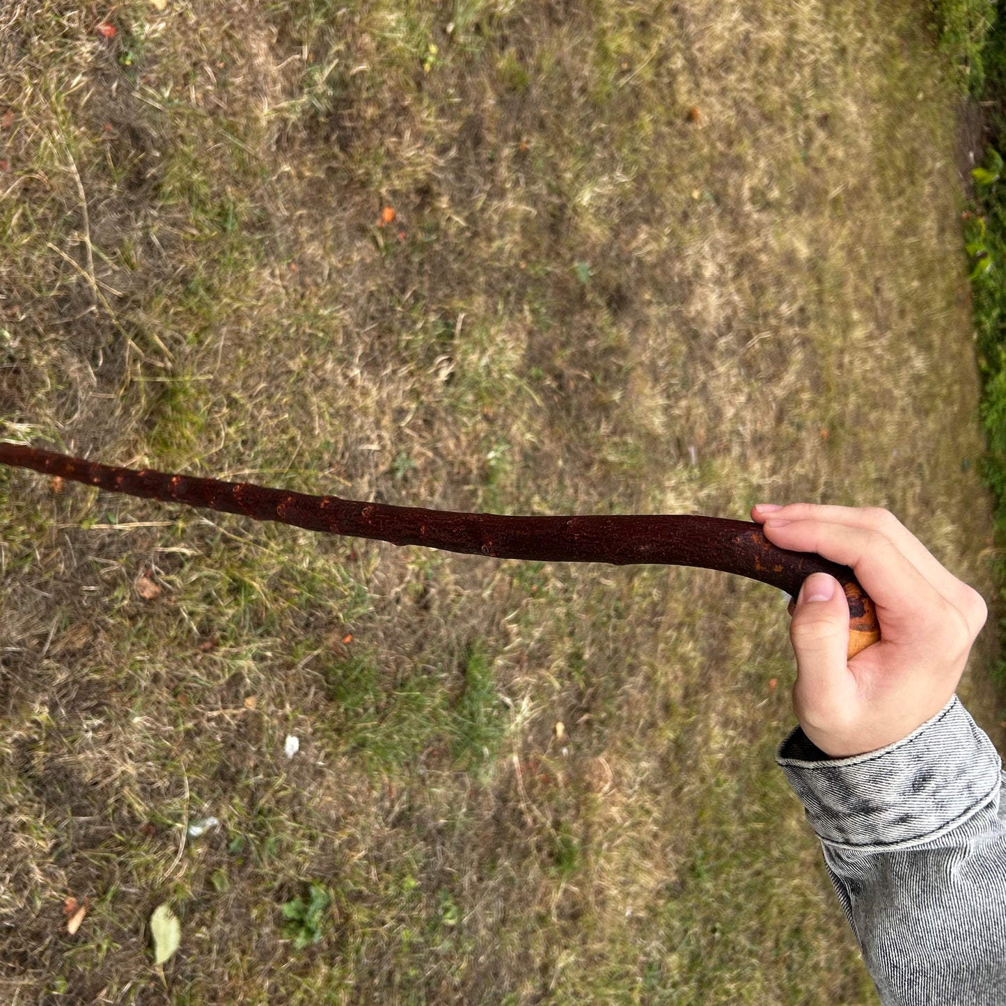 Round Knob Blackthorn Shillelagh – 98.5 cm (38.8”)