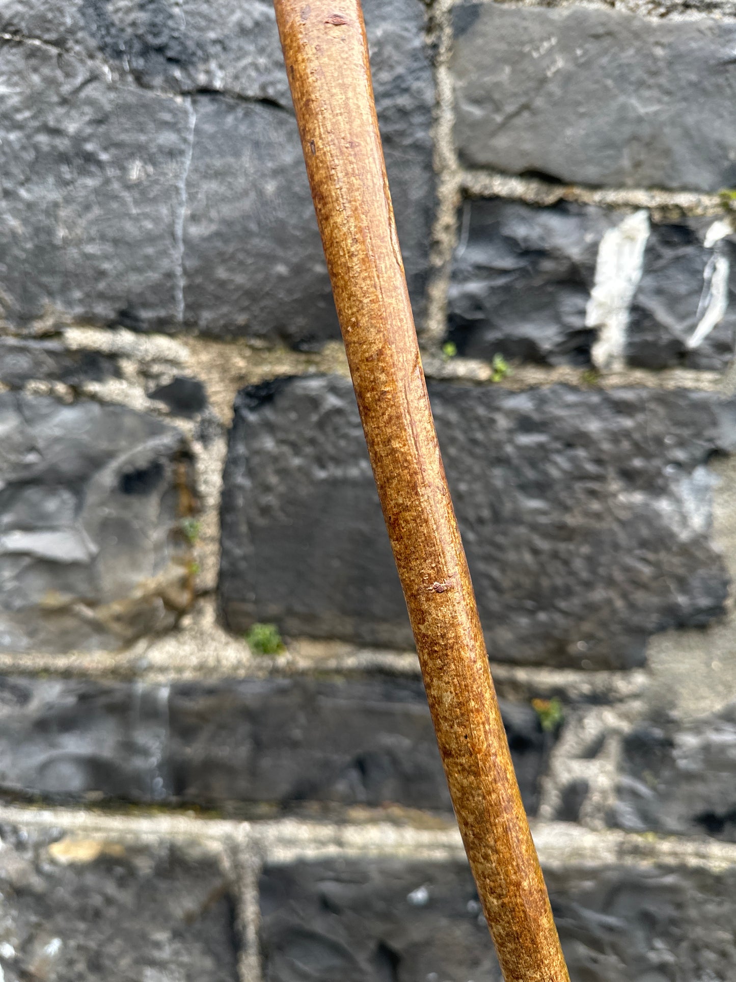 Sold - Hazel Walking Stick with Large Knob Head – 103 cm (40.5”)