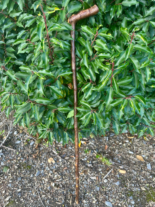 Blackthorn Walking Stick with L Handle - 100 cm / 39 inches