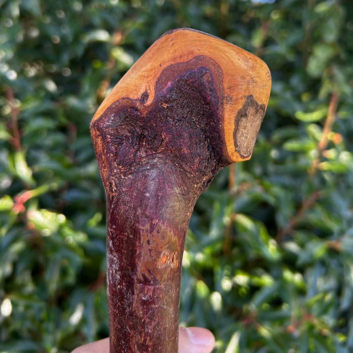 Knarly Root Ball Blackthorn Shillelagh – 92 cm (36.2”)