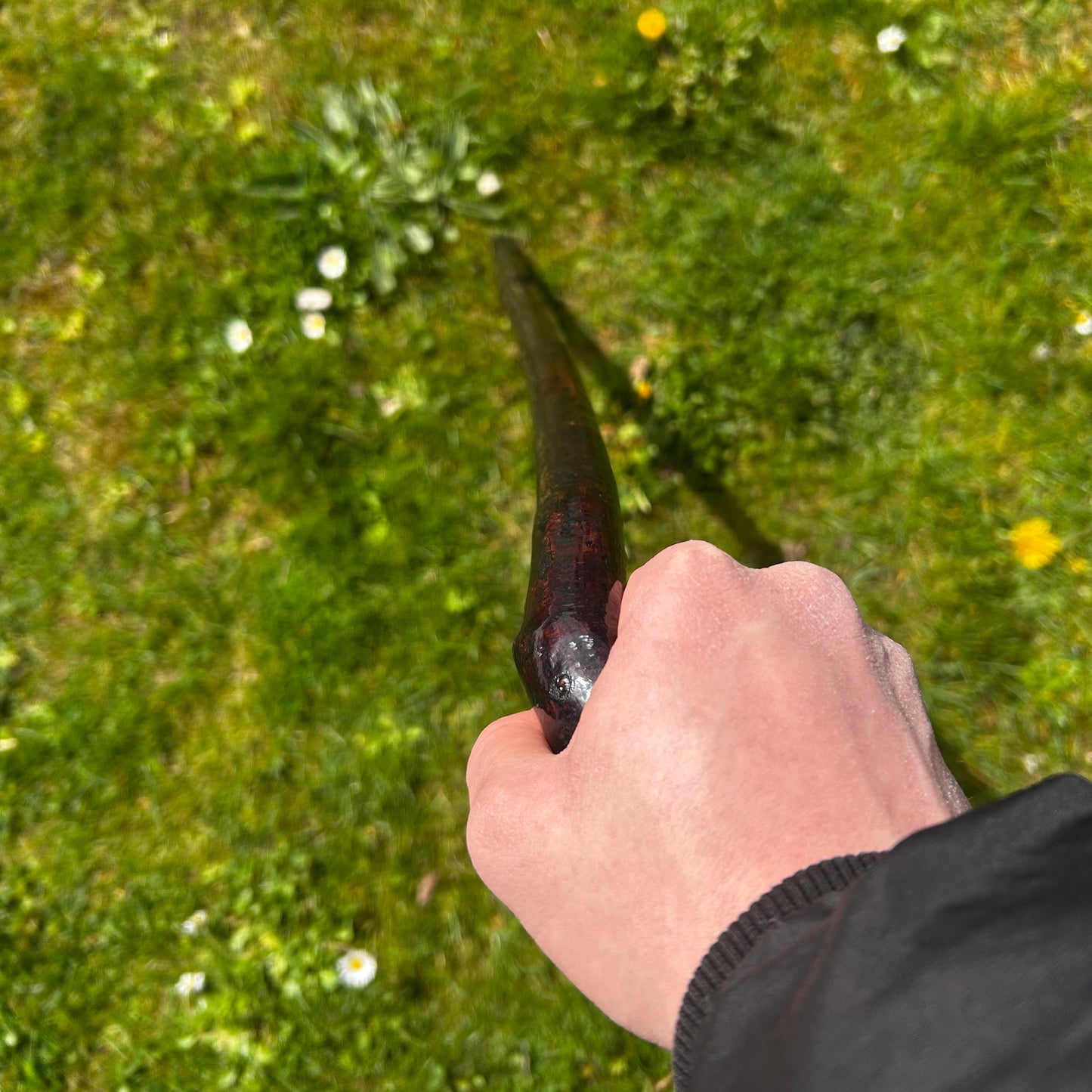 Blackthorn Shillelagh with Varnish Finish – 95 cm (37.4”)