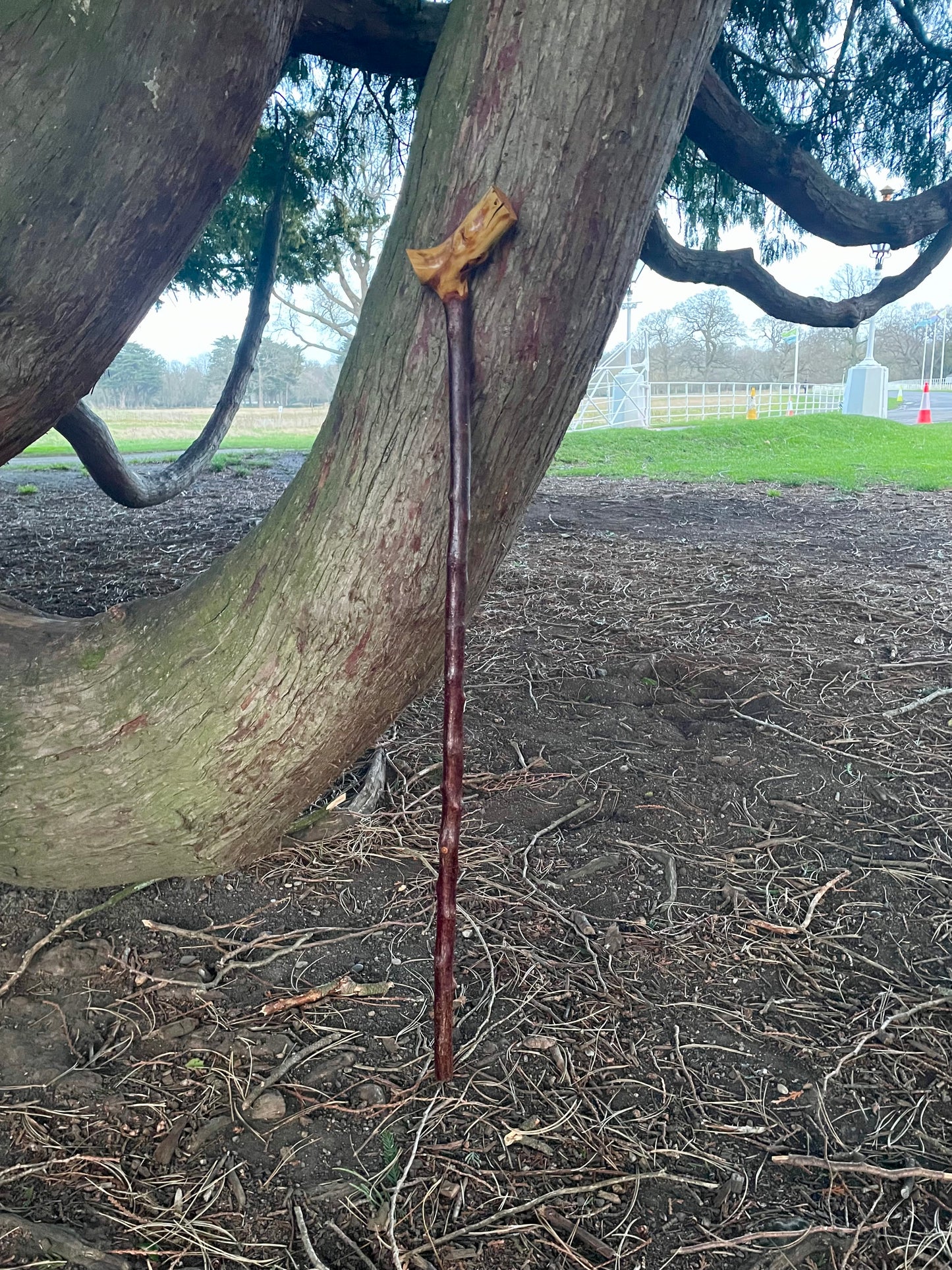 Blackthorn walking stick with comfortable Handle