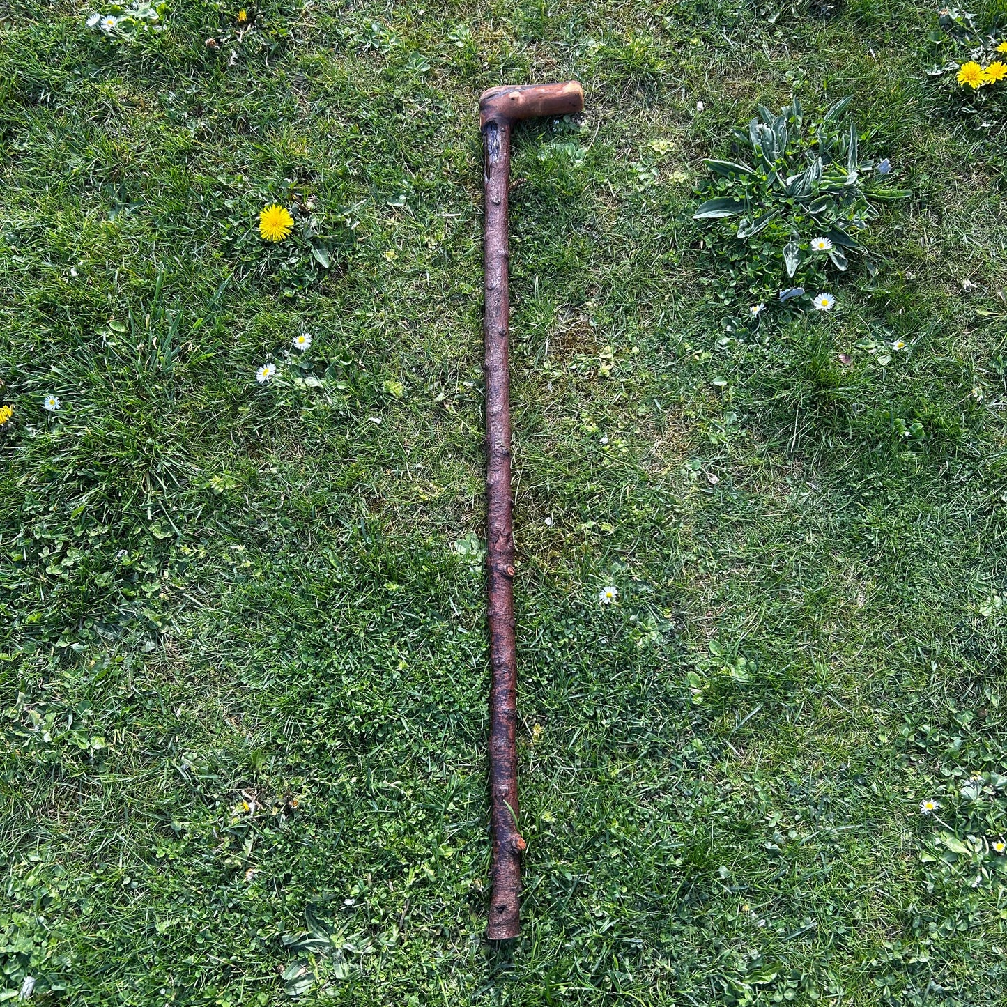 Blackthorn Shillelagh with L Handle – 99 cm (39”)