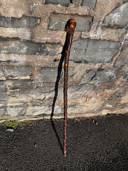 Raspy Shaft Blackthorn Shillelagh - 96 cm (37")