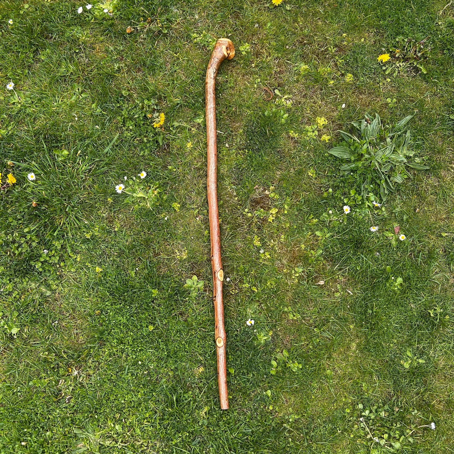 Chunky Hazel Shillelagh Knob Stick – 99 cm (39”)