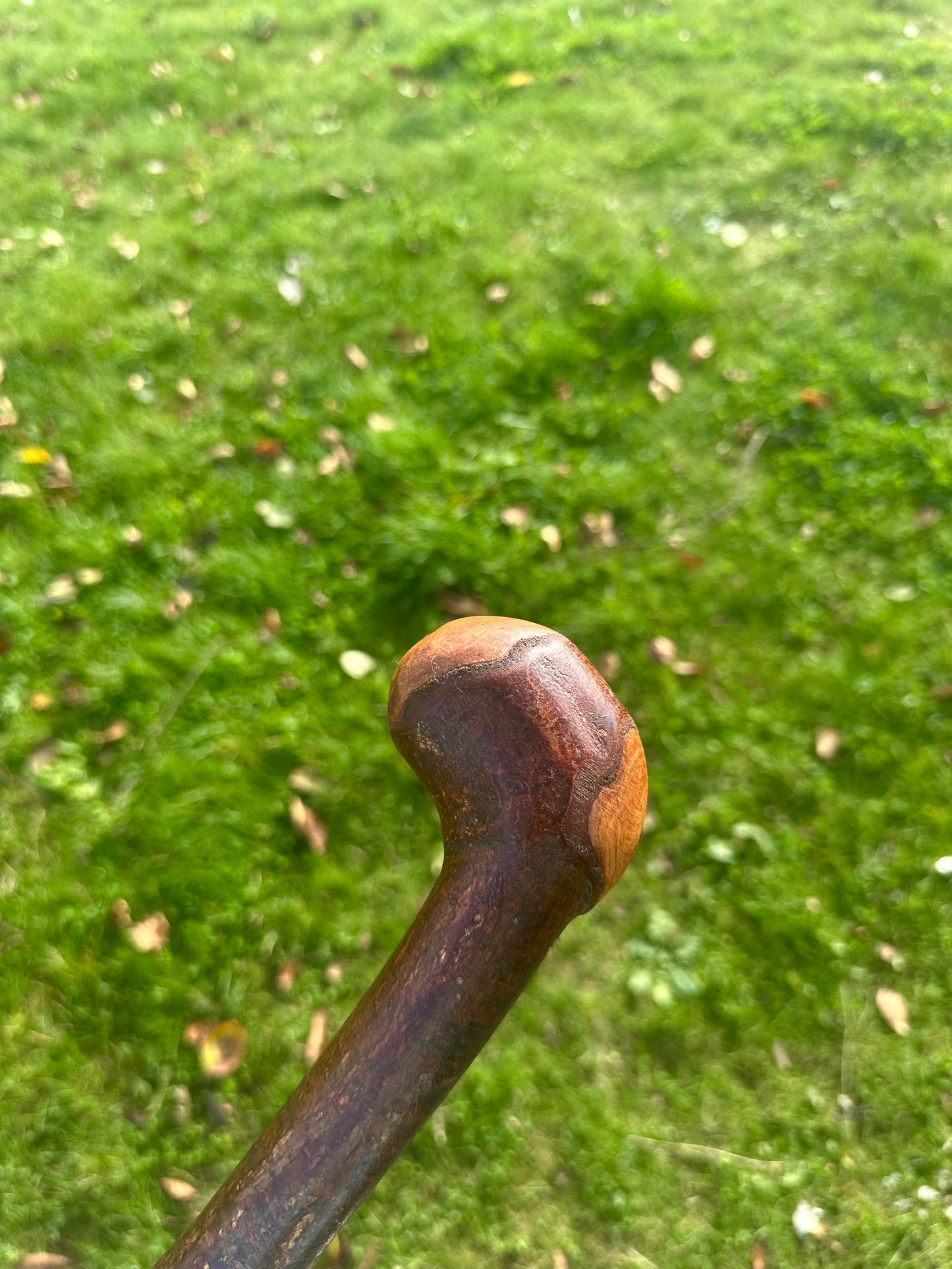 Blackthorn Walking Stick with Round Handle - 110 cm / 43 inches