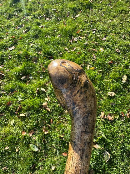 Hazel Walking Stick with Round Handle -  98 cm / 38.6 inches