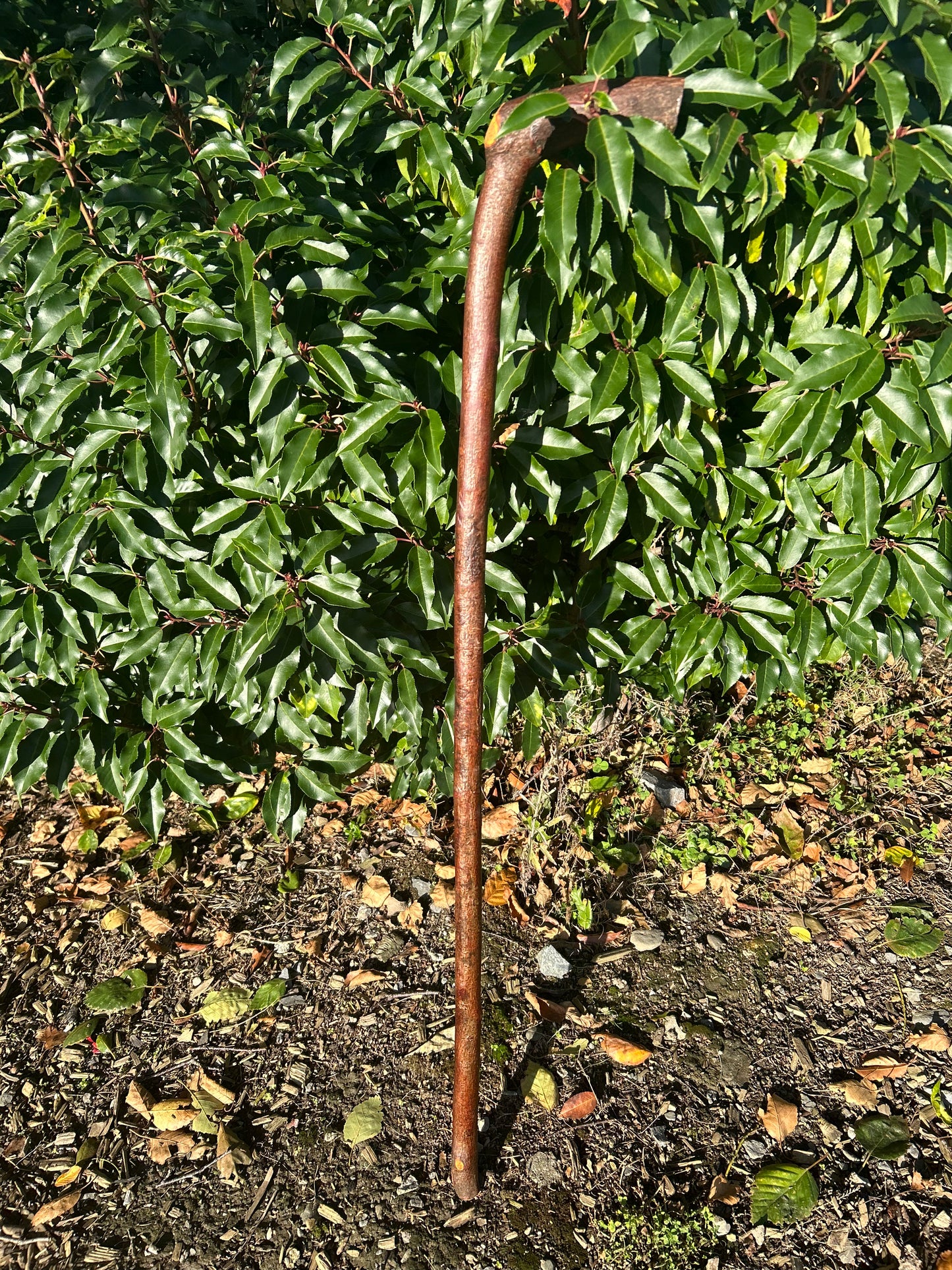 Blackthorn Walking Stick with L Handle - 97 cm / 38.2 inches