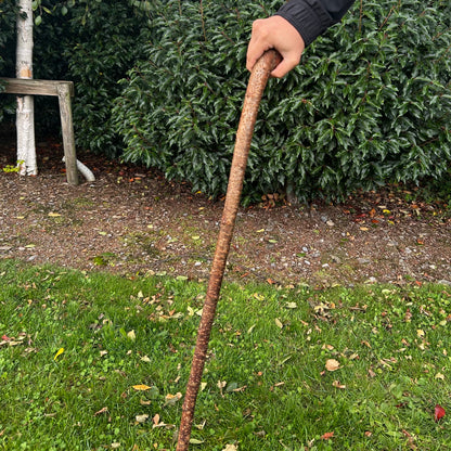Mature Blackthorn Shillelagh Medium Knob Stick – 98 cm (38.6”)