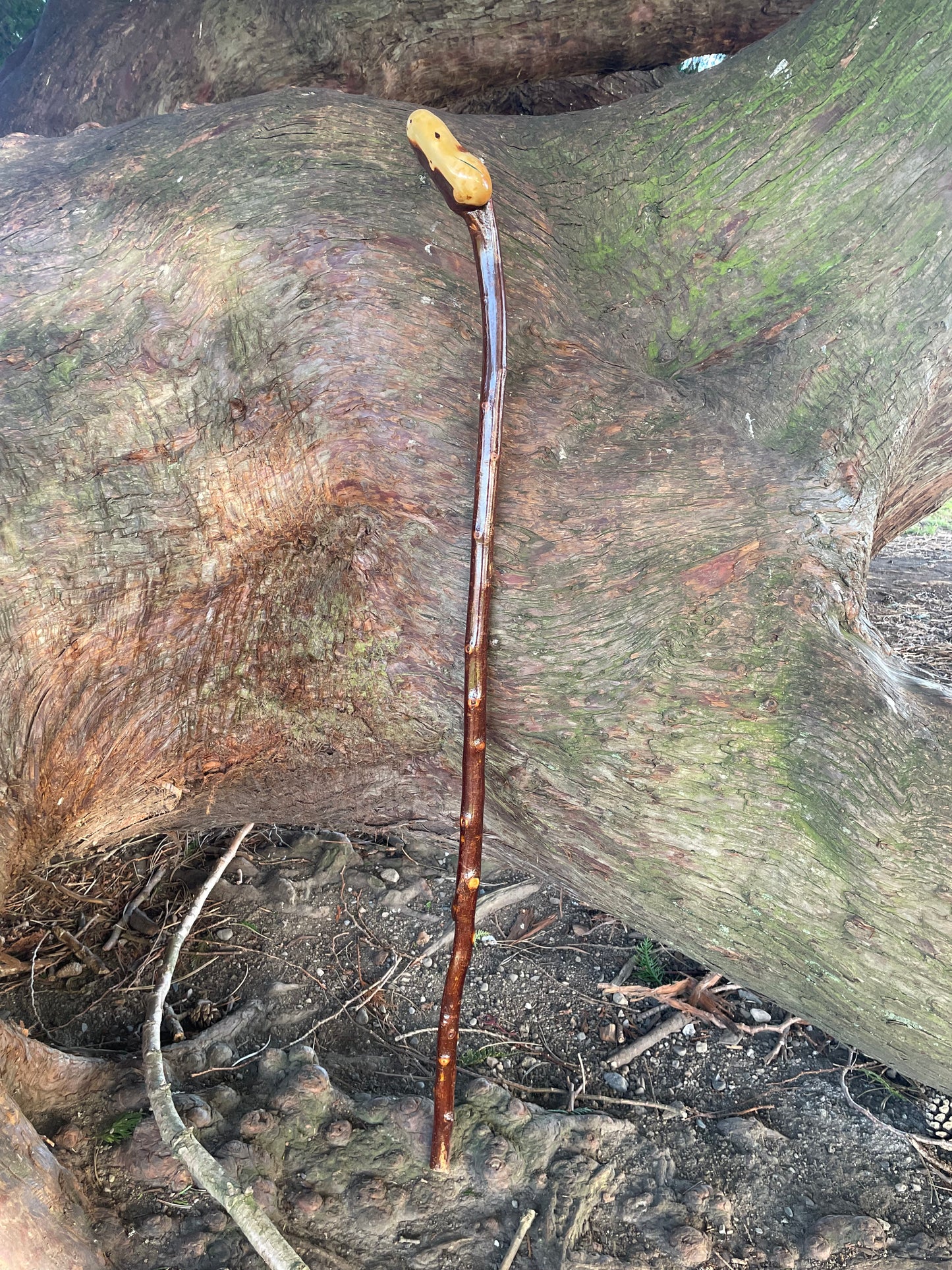 Blackthorn walking stick with rounded Handle