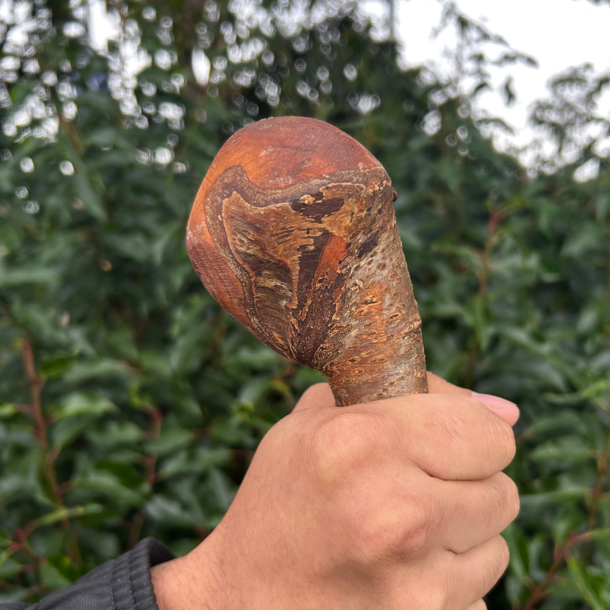 Mature Blackthorn Shillelagh Medium Knob Stick – 98 cm (38.6”)