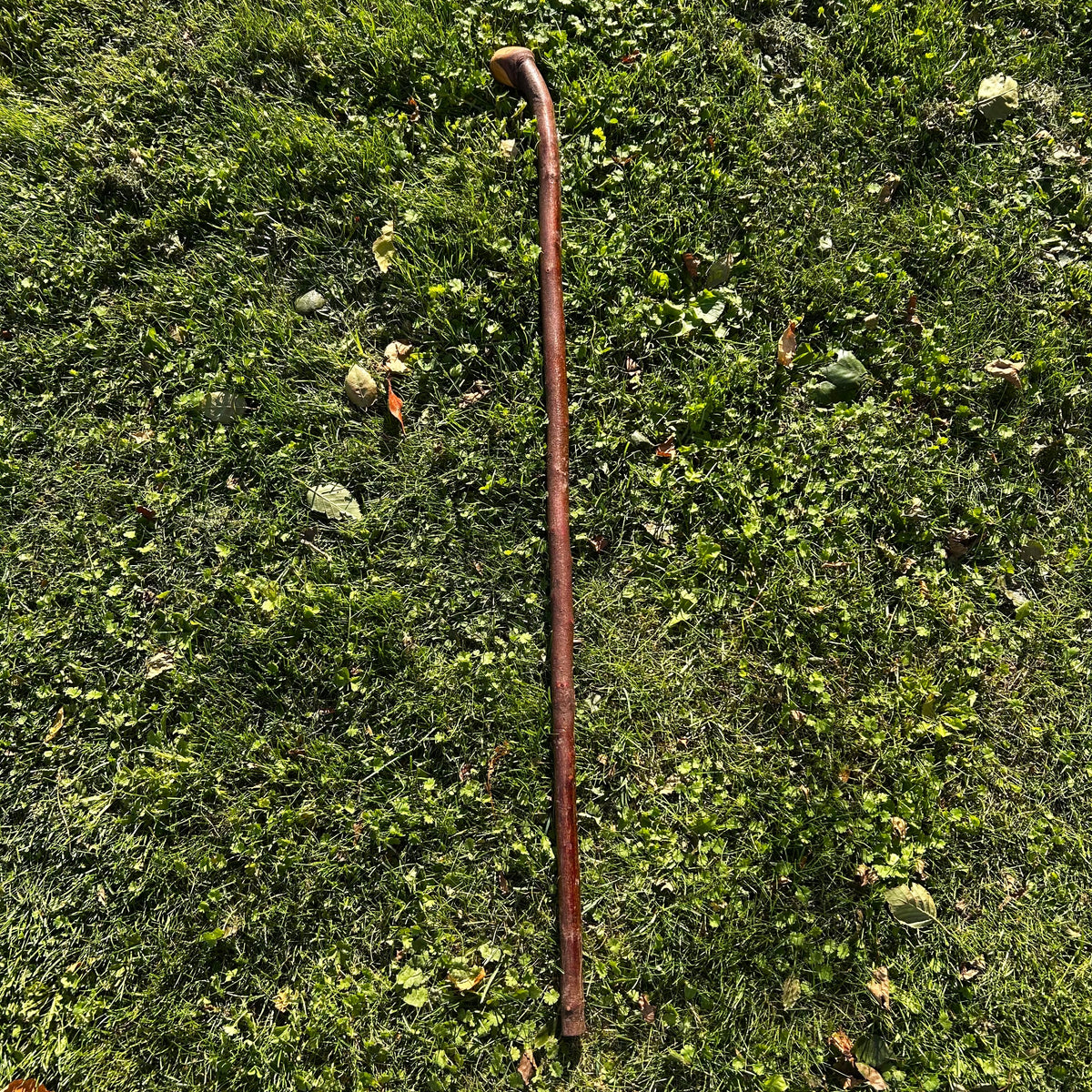 Mature Blackthorn Shillelagh Medium Knob Stick – 101 cm (39.8”)