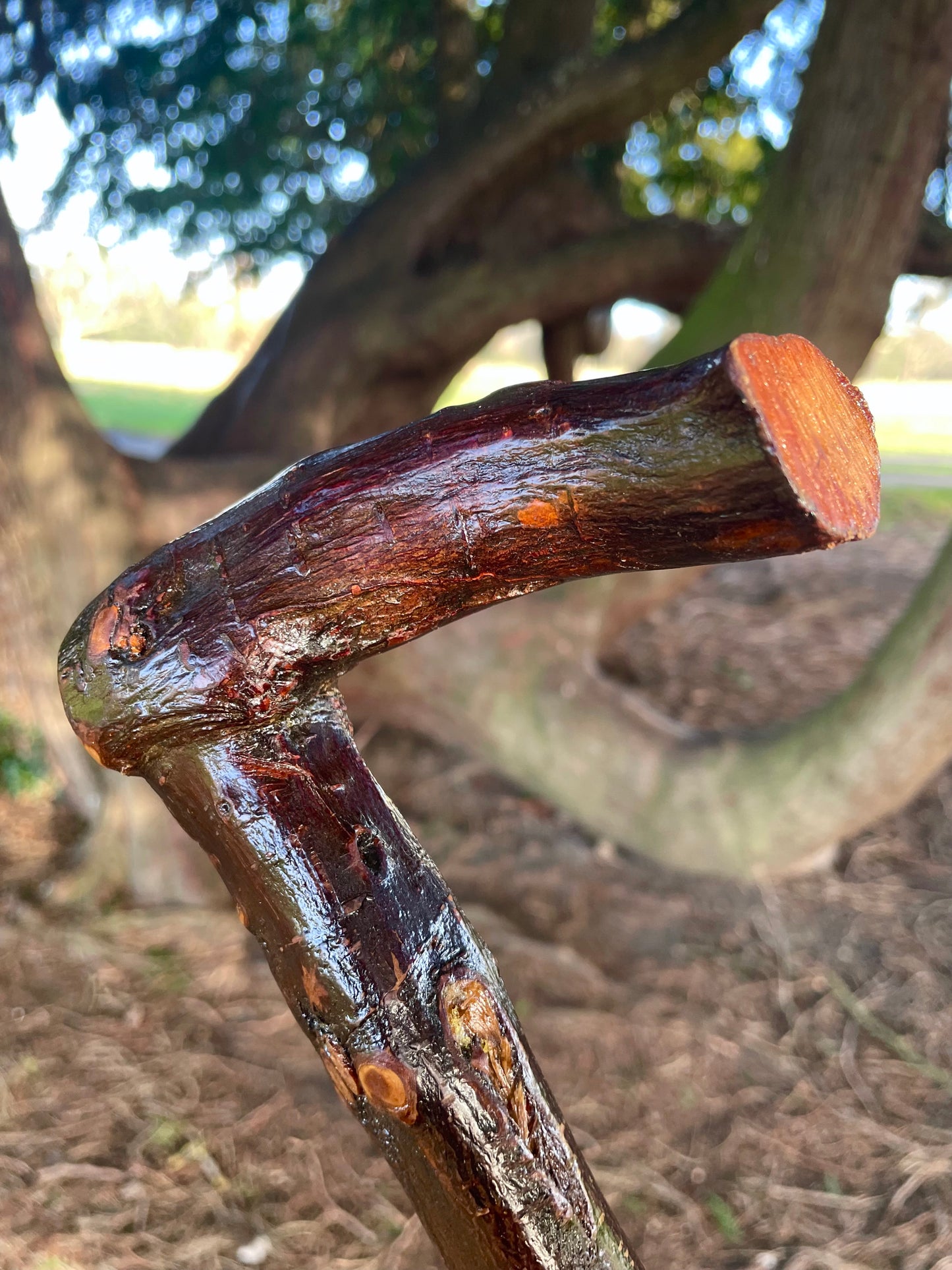 Bumpy Blackthorn walking stick with L Handle