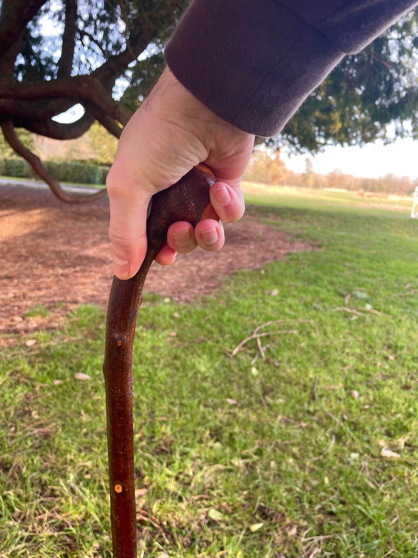 Knob & Curve Blackthorn | Irish Walking Sticks