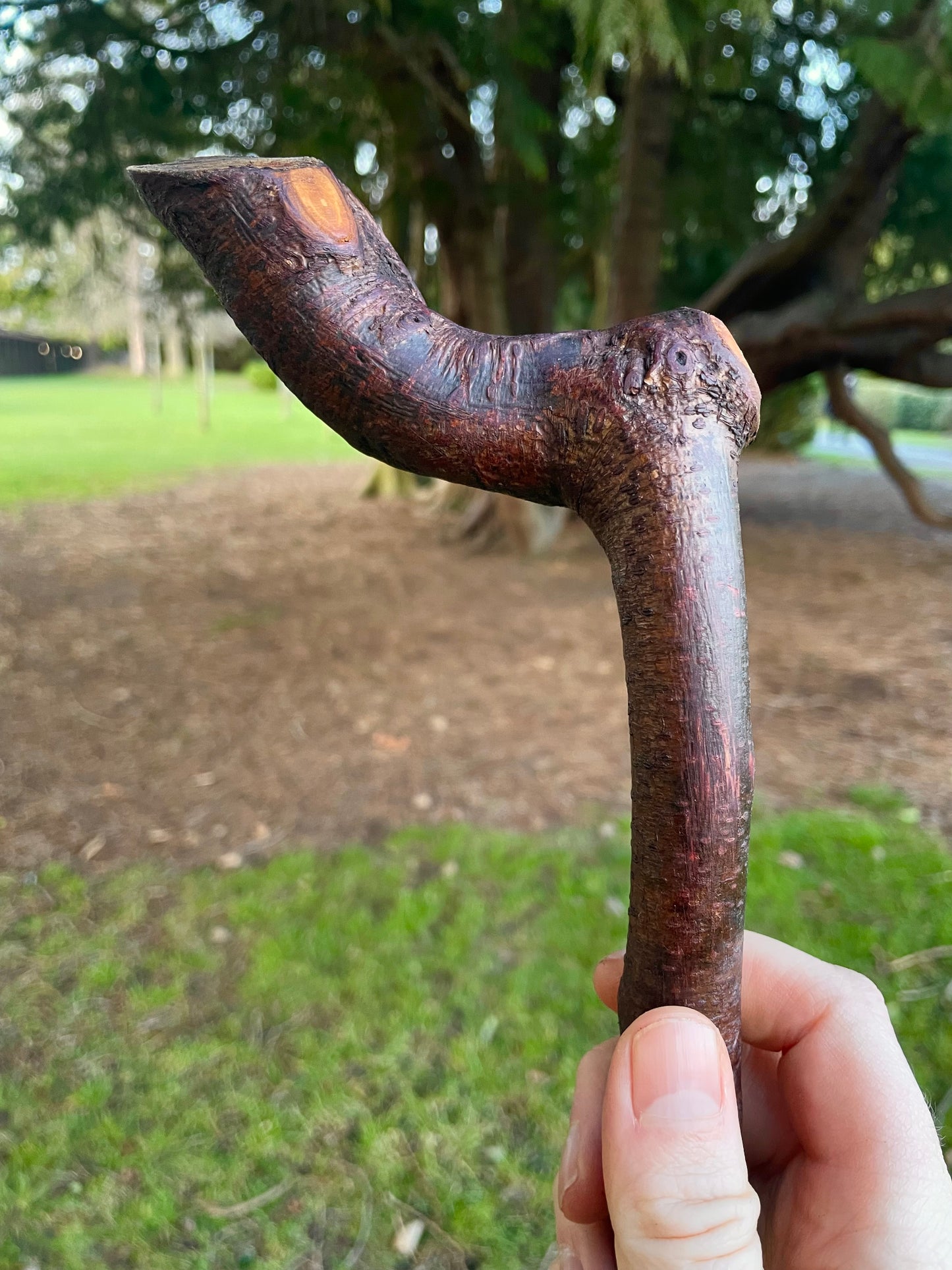 Blackthorn walking stick with sloped Handle