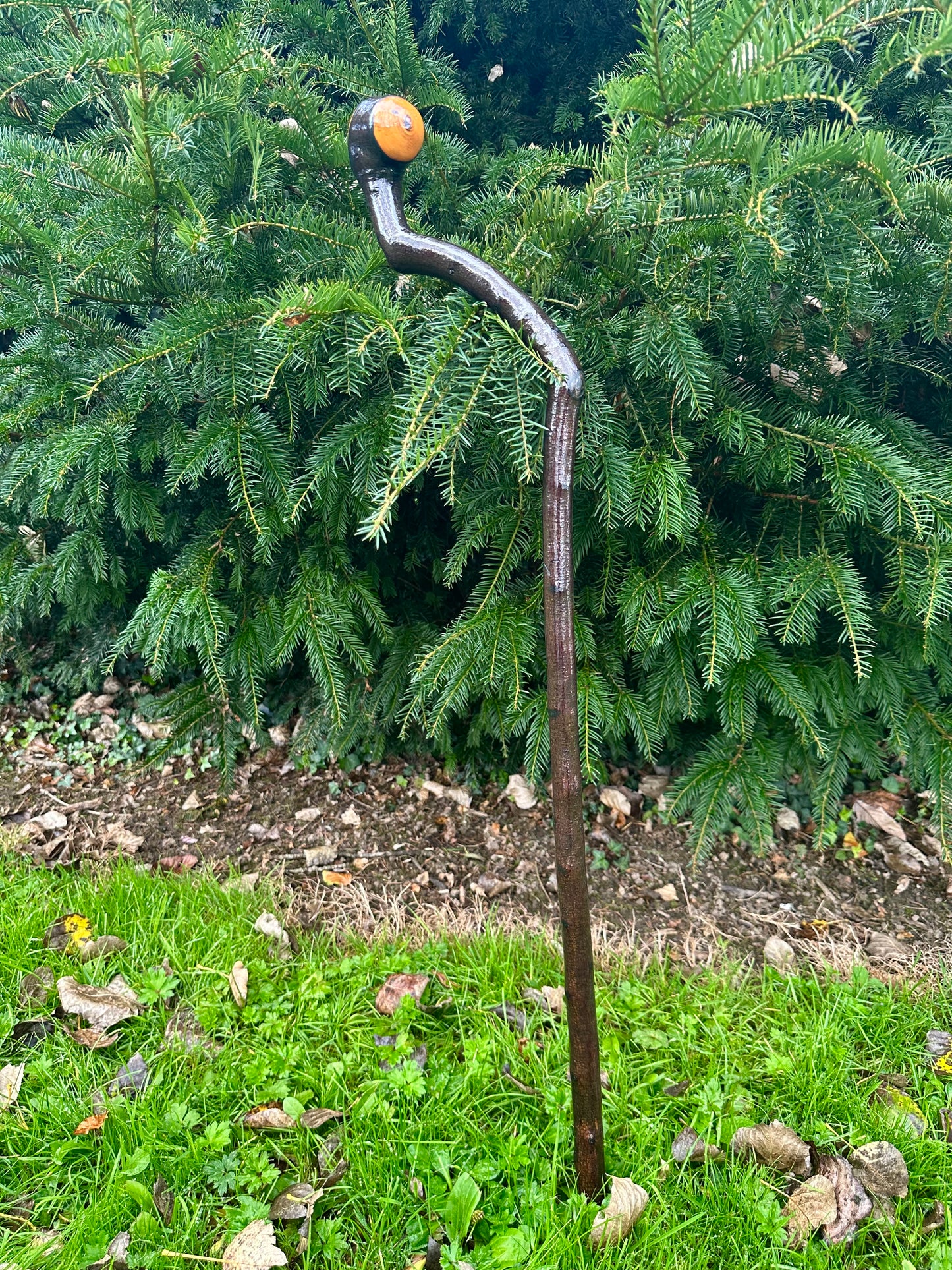 Rare Blackthorn Walking Stick with Purple Heart Head – 39”