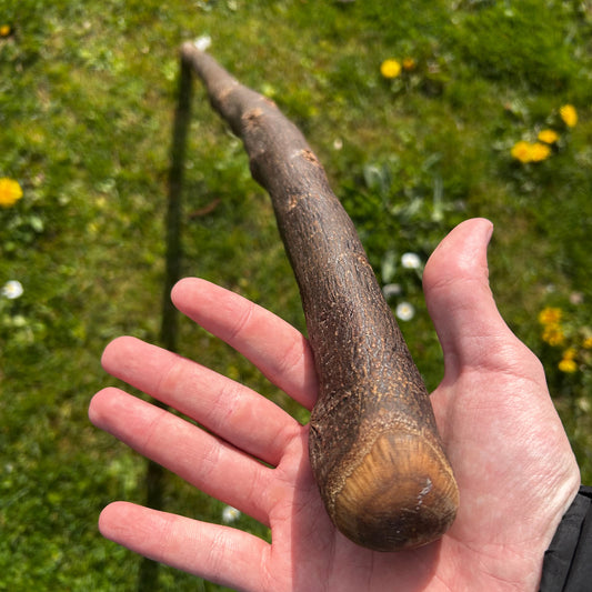 Tall Blackthorn Shillelagh with Knotted Shaft – 111 cm (43.7”)