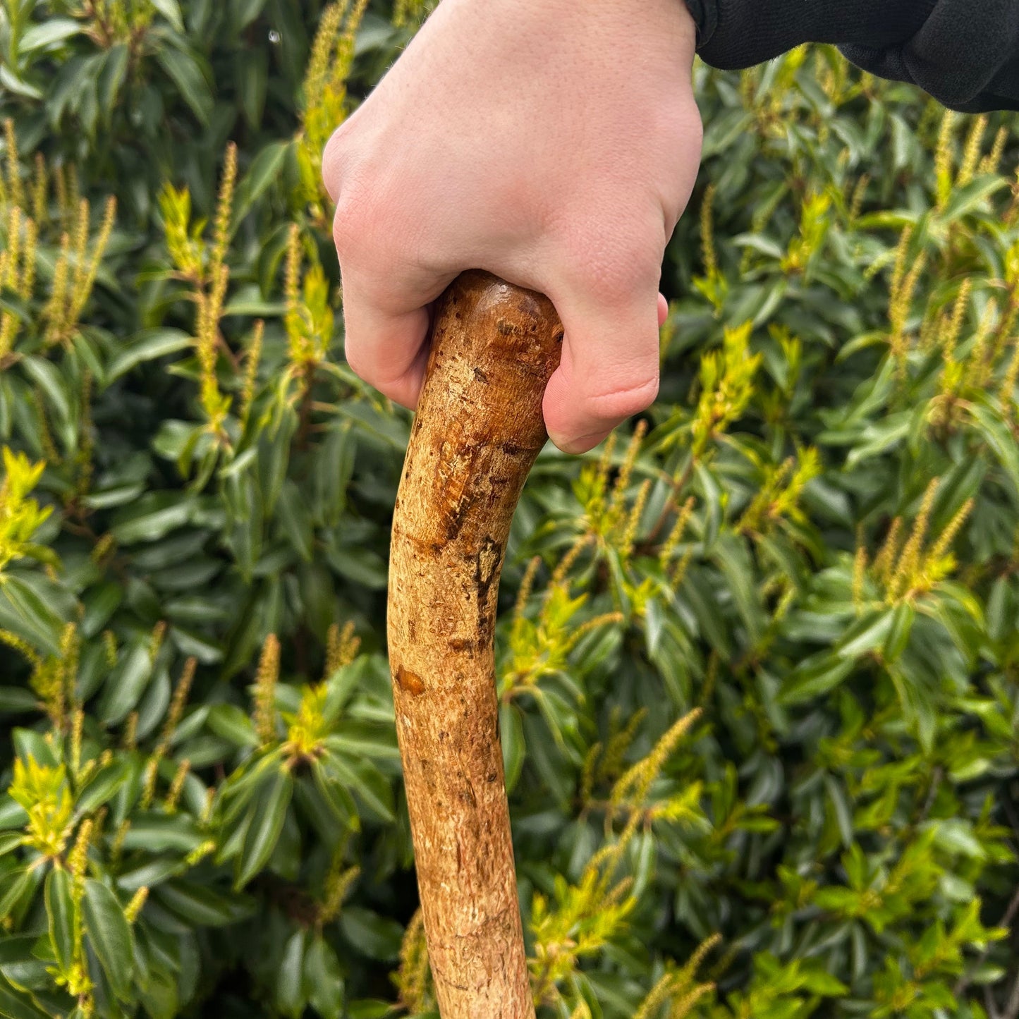 Chunky Hazel Shillelagh Knob Stick – 99 cm (39”)