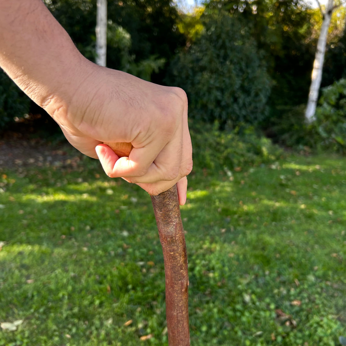 Mature Blackthorn Shillelagh Medium Knob Stick – 101 cm (39.8”)