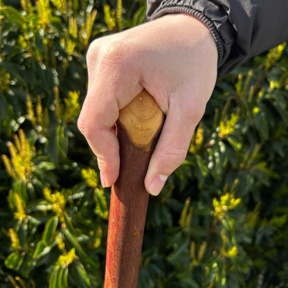Blackthorn Shillelagh Knob Stick – 96 cm (37.8”)