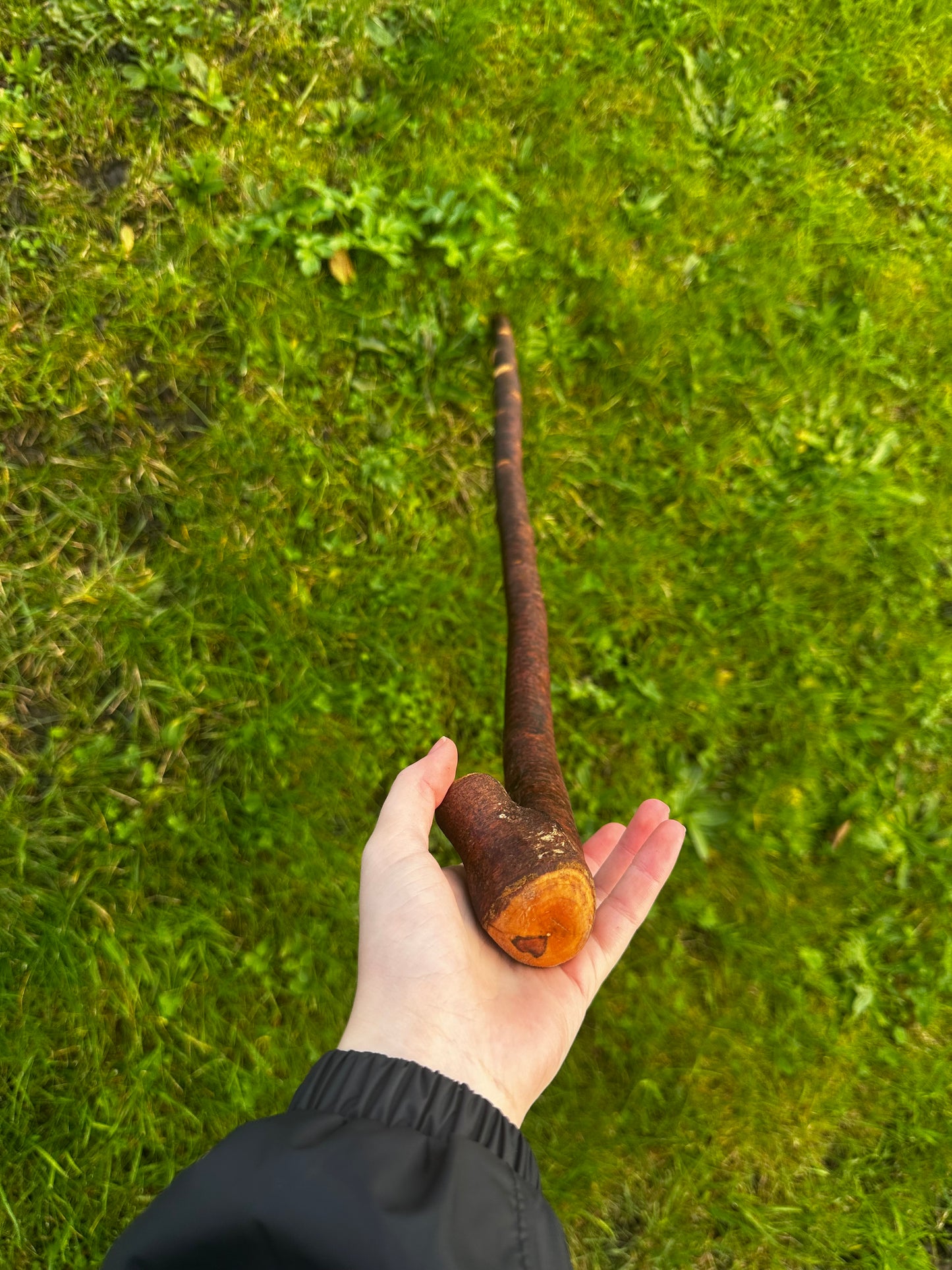 Blackthorn Walking Stick with Small Knob Handle – 98 cm (38.5”)