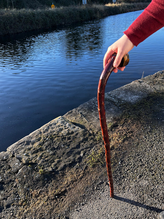 Blackthorn Curved Knob Shillelagh - 90 cm / 35 inches
