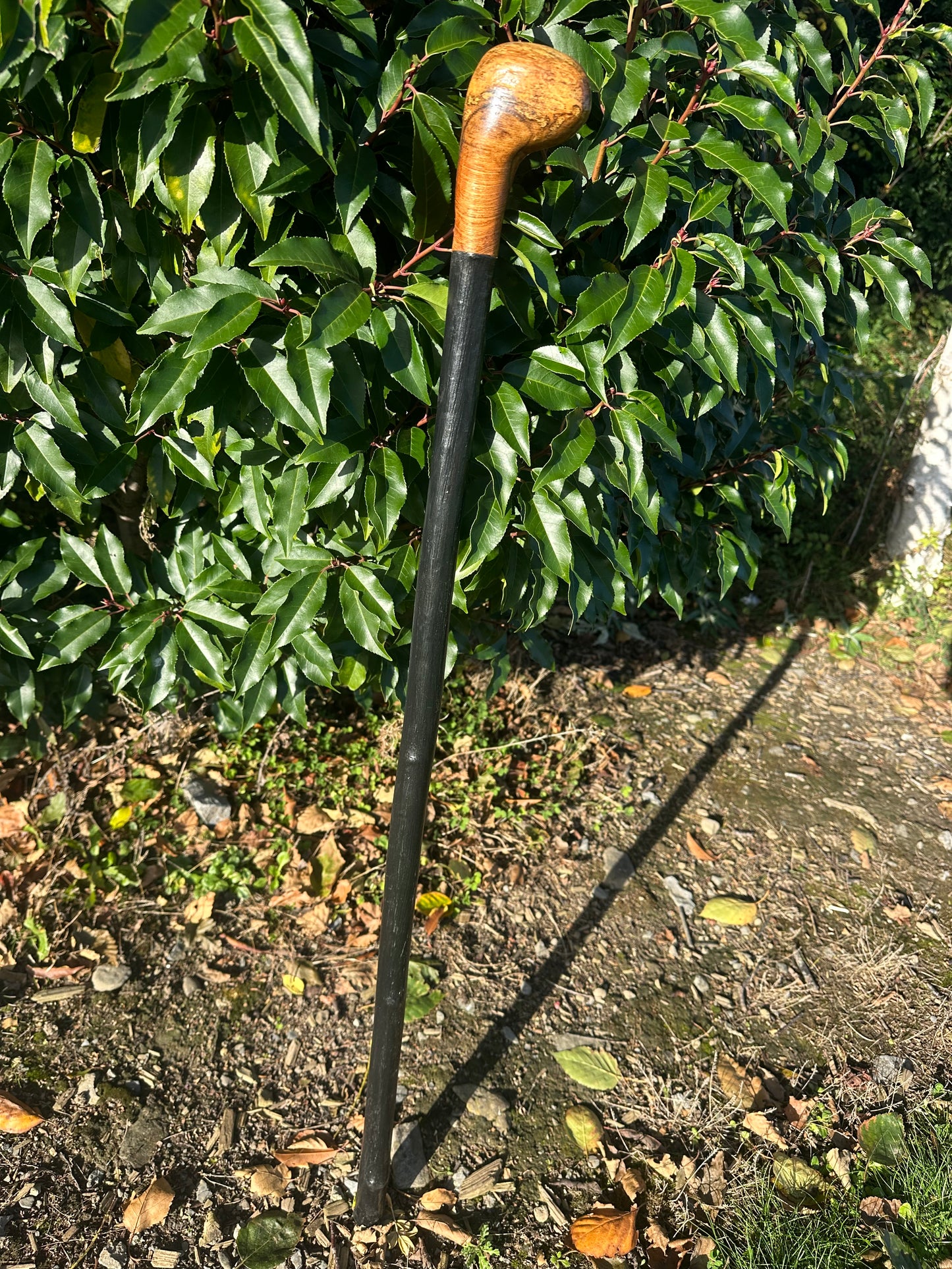 Blackthorn Walking Stick with Round Handle - 91 cm / 35.8 inches