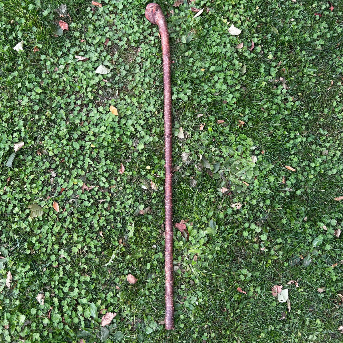 Mature Blackthorn Shillelagh Medium Knob Stick – 98 cm (38.6”)