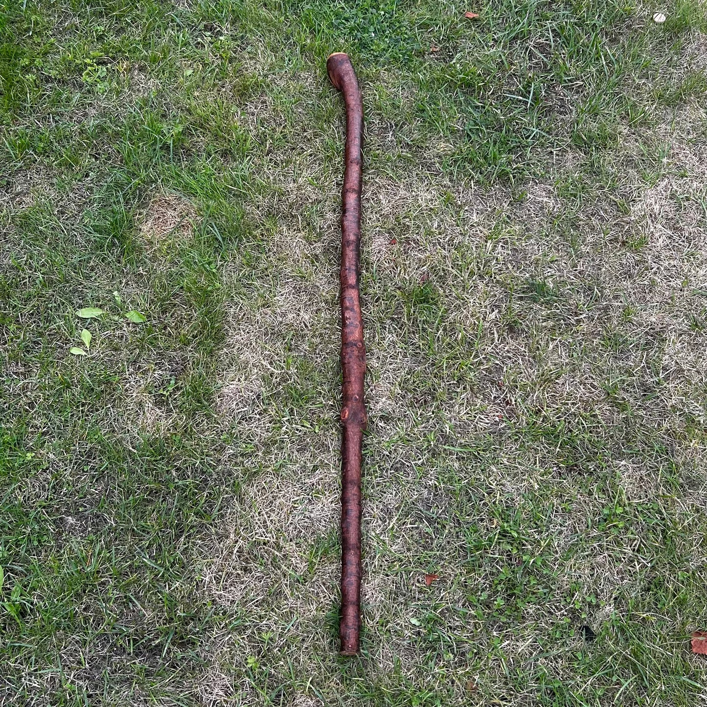 Mature Blackthorn Shillelagh with Knob Handle – 103 cm (40.6”)