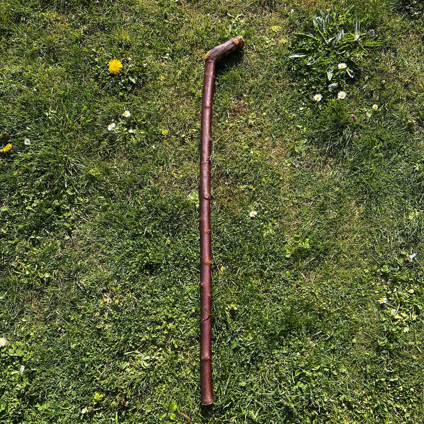 Heavy Blackthorn Shillelagh with Sloped L Handle – 102 cm (40.1”)