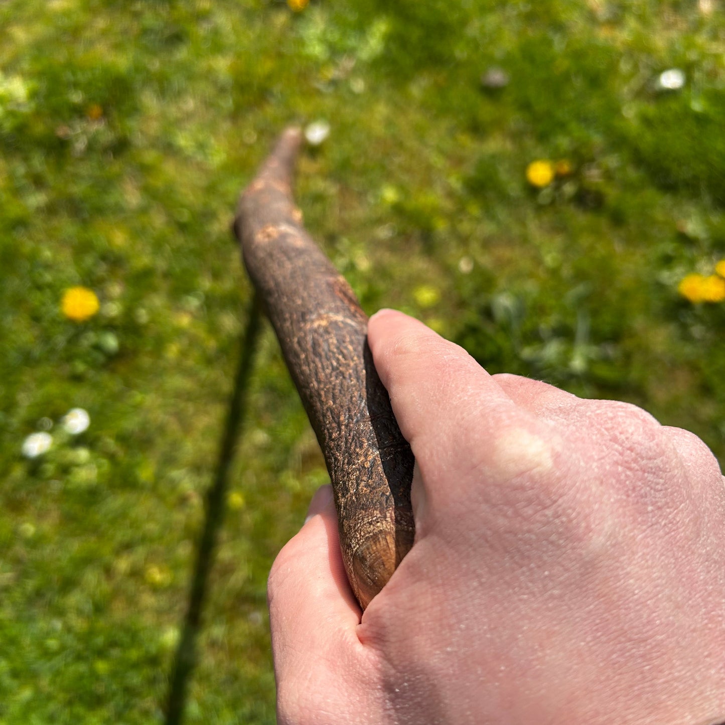 Tall Blackthorn Shillelagh with Knotted Shaft – 111 cm (43.7”)