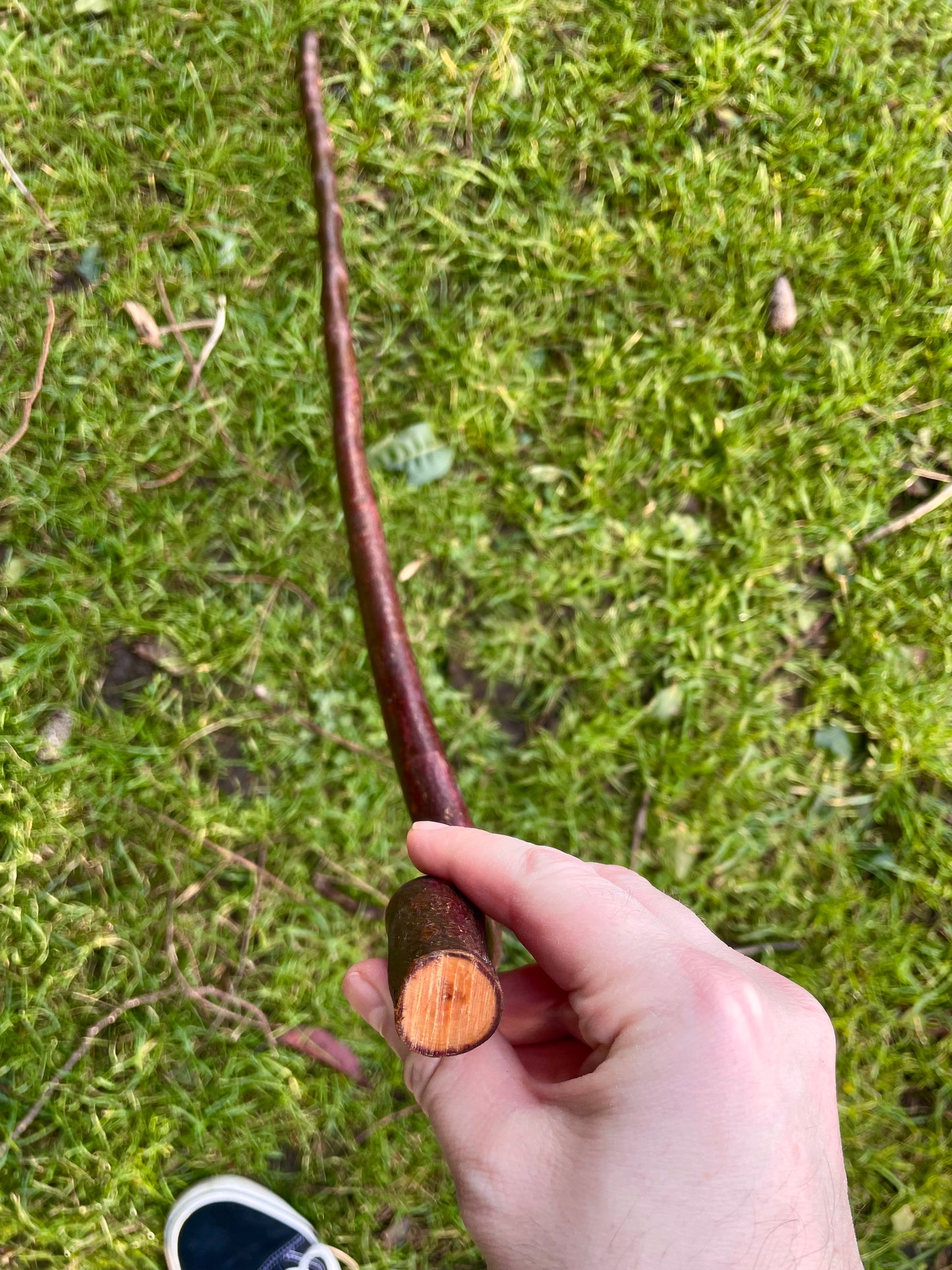 Beechwood Hiking stick