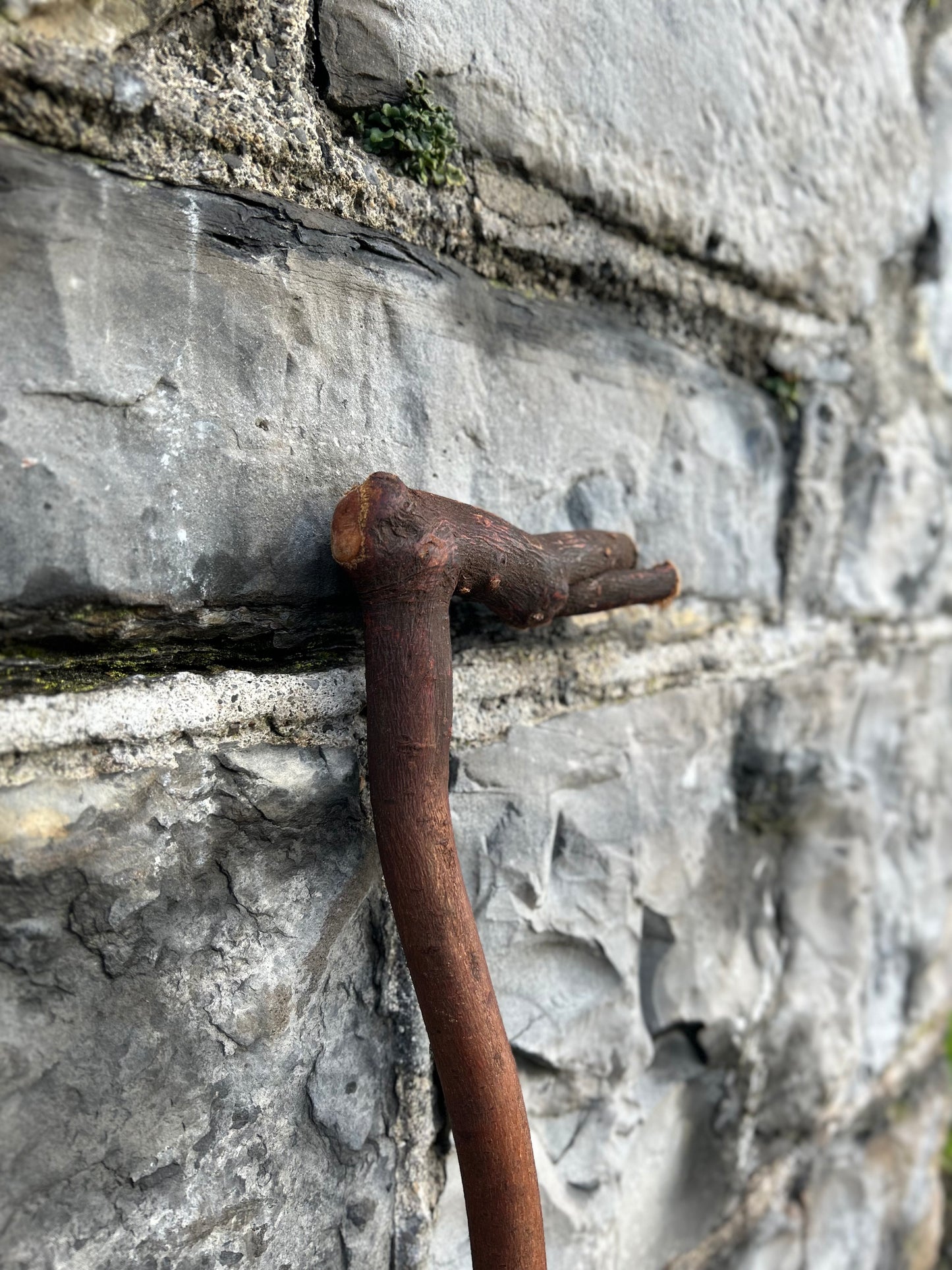 Blackthorn Walking Stick with L Handle – 94 cm (37”)