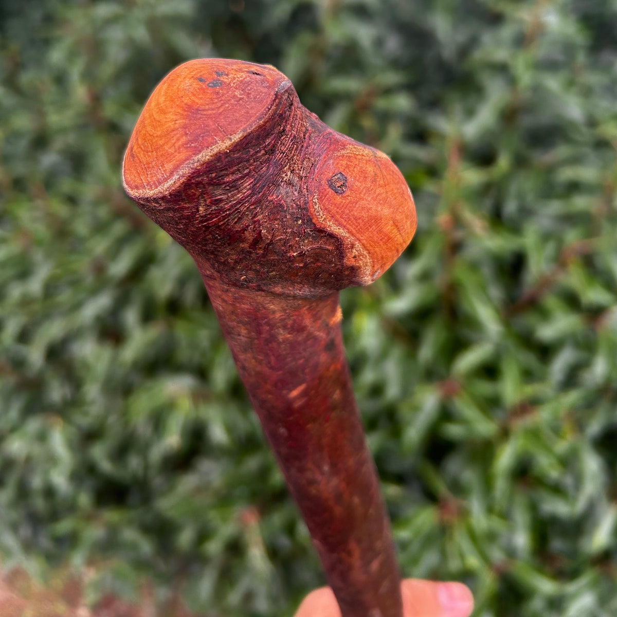 Irish Walking Stick with Small Knob Handle – 95 cm (37.4”)