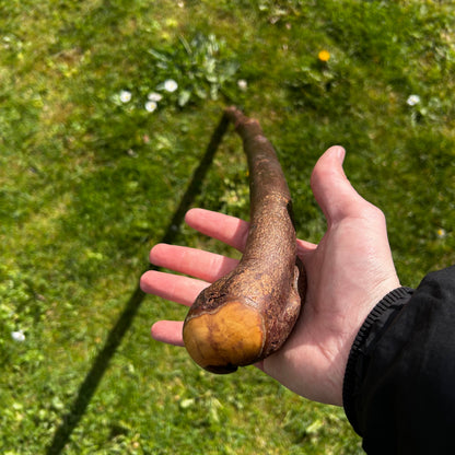 Blackthorn Root Ball Shillelagh – 100 cm (39.4”)