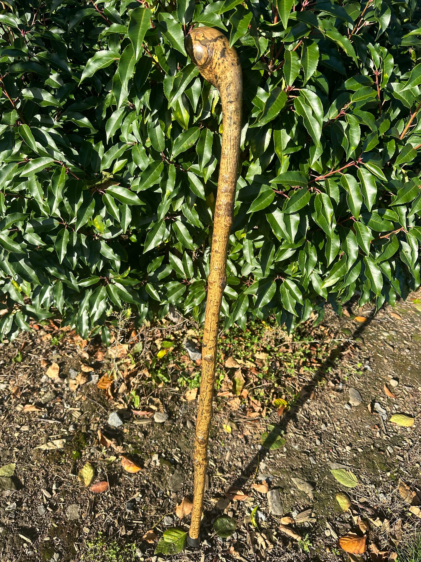 Hazel Walking Stick with Round Handle -  98 cm / 38.6 inches
