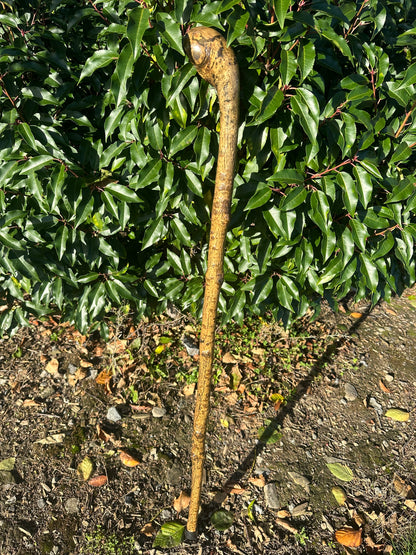 Hazel Walking Stick with Round Handle -  98 cm / 38.6 inches