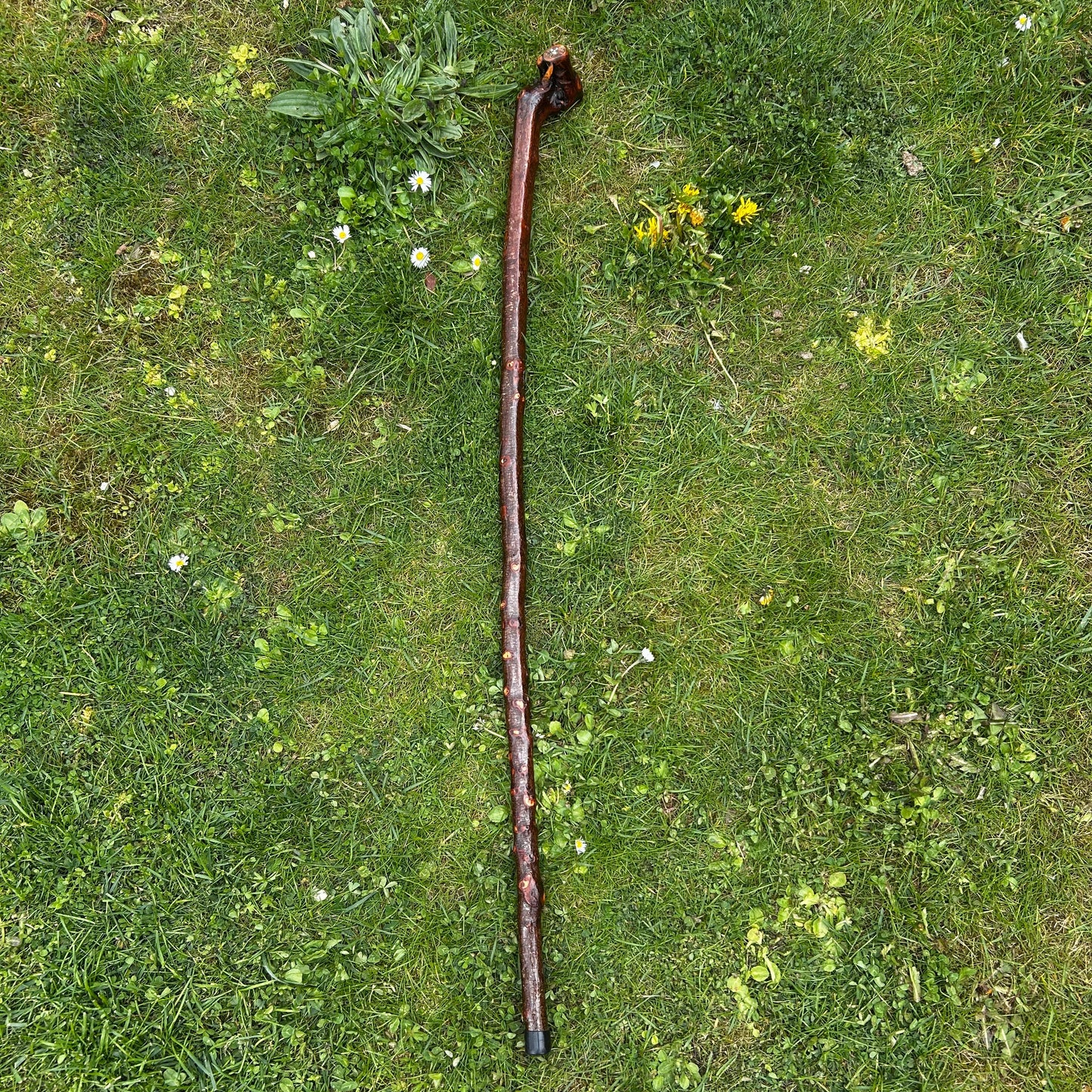 Luxury Blackthorn Shillelagh Root Ball Knob Stick – 101 cm (39.7”)