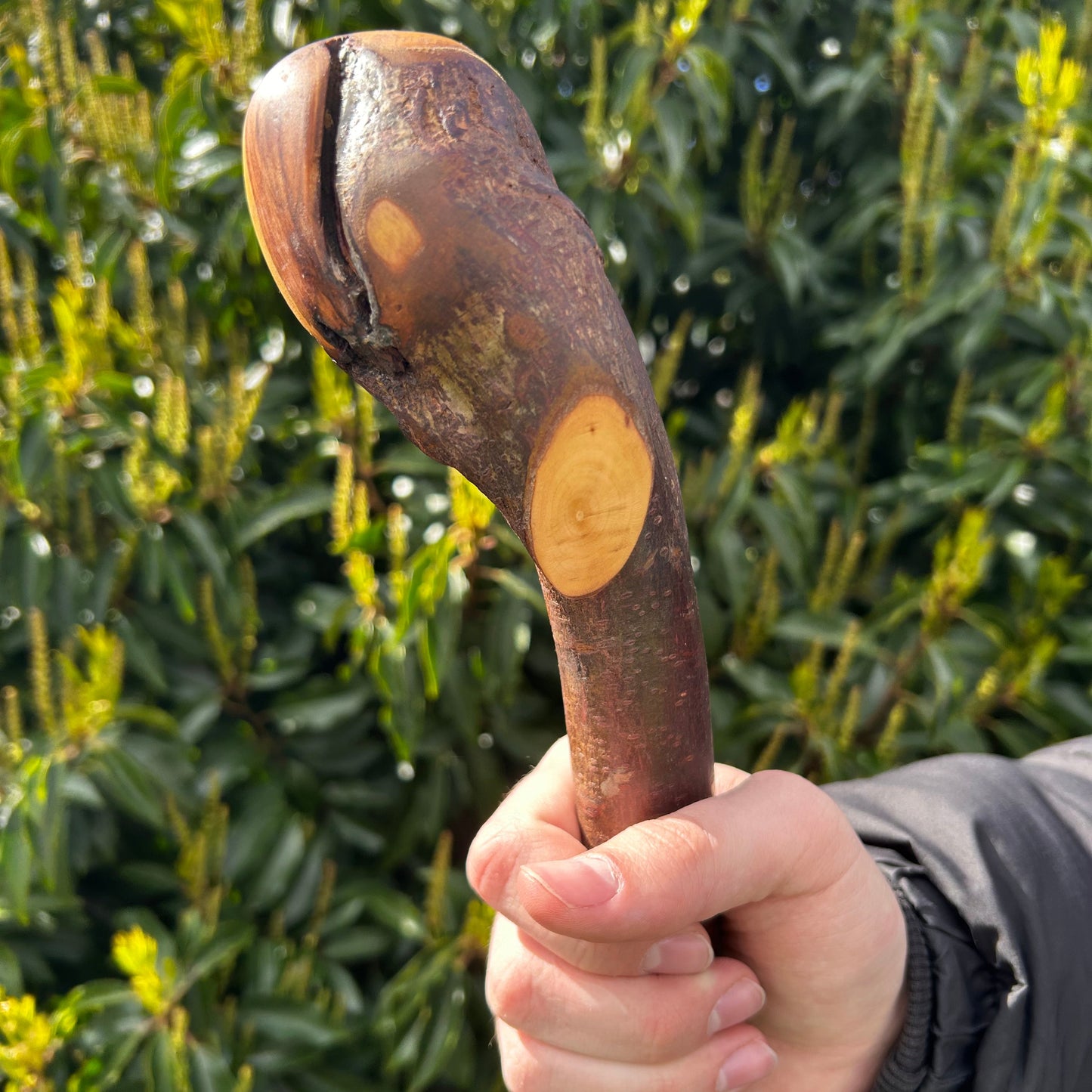 Blackthorn Root Ball Shillelagh – 100 cm (39.4”)
