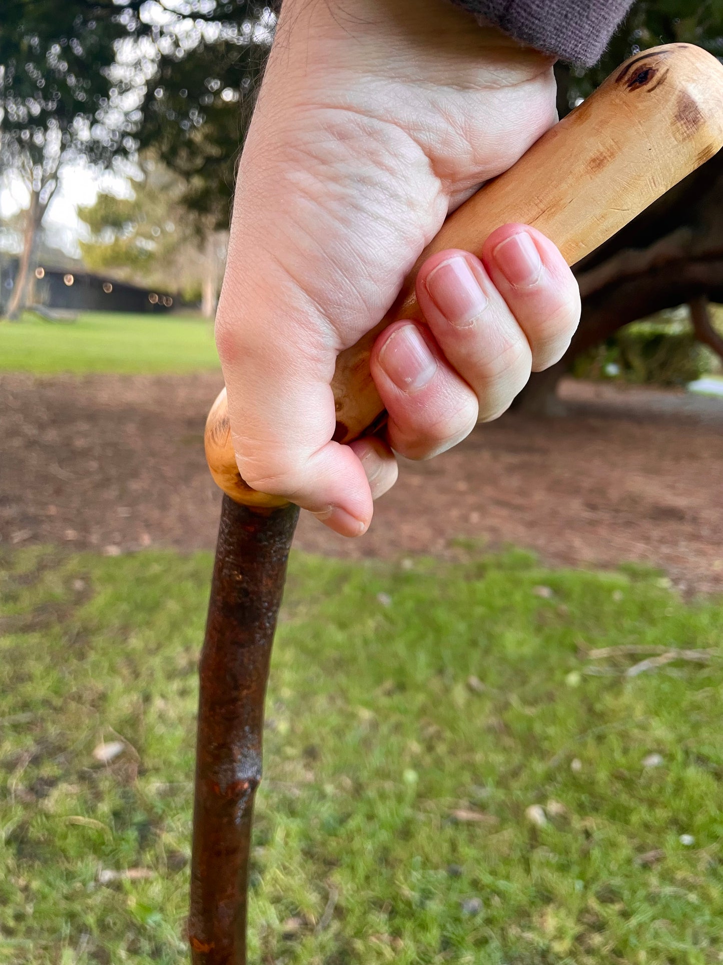 Blackthorn walking stick with sloped Handle