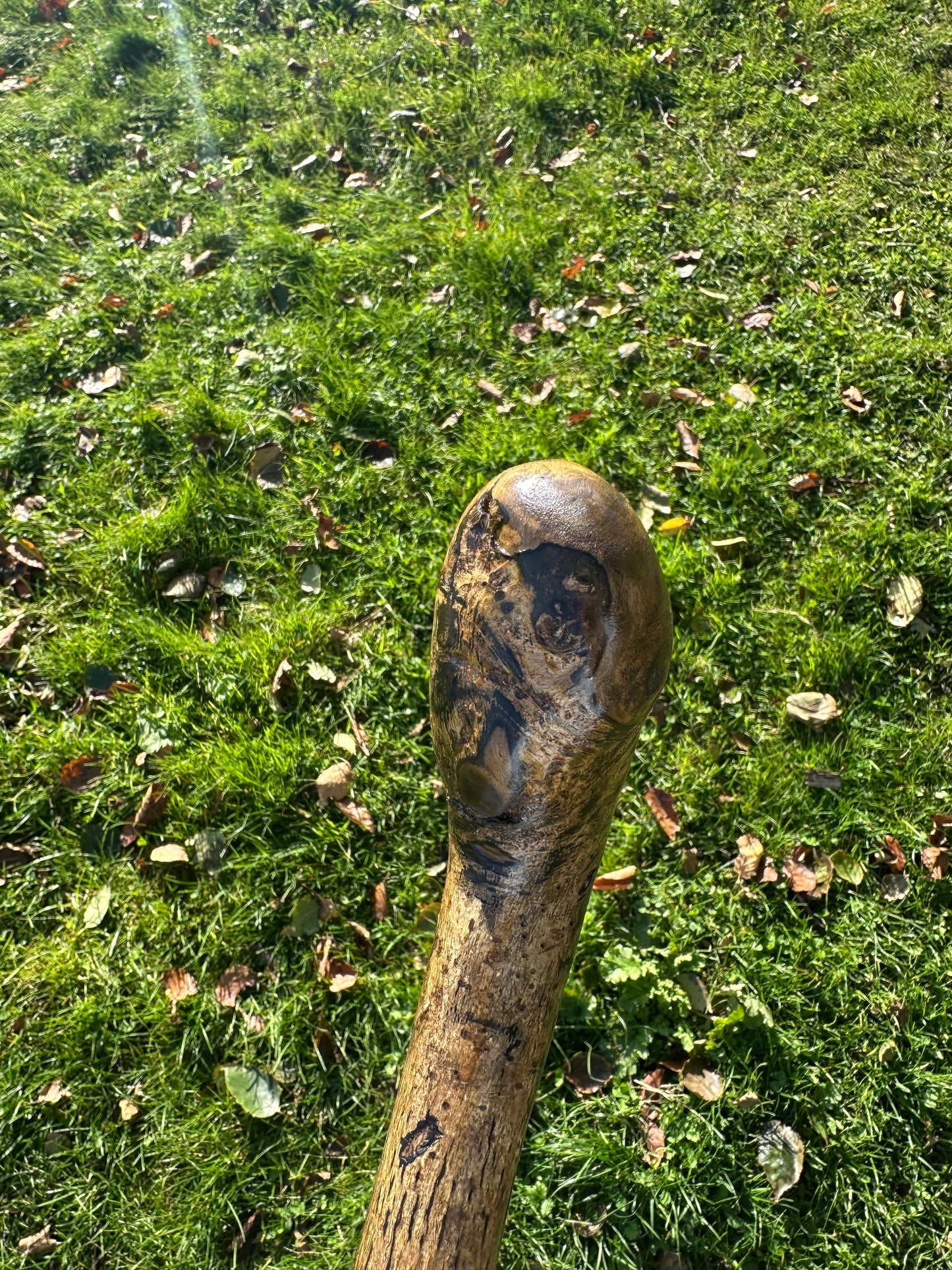 Hazel Walking Stick with Round Handle -  98 cm / 38.6 inches