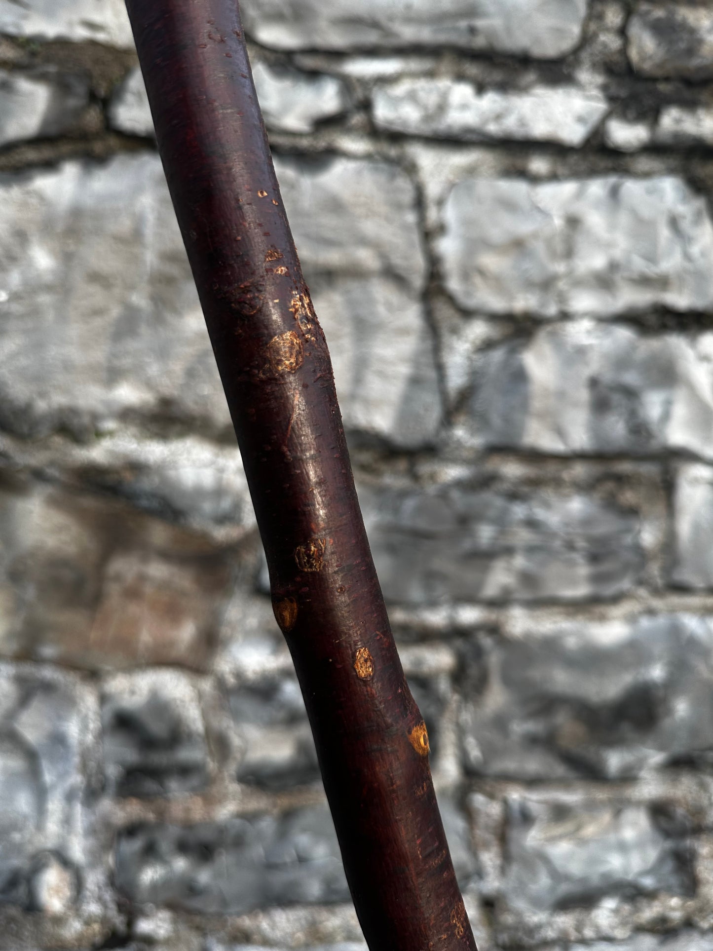 Blackthorn Walking Stick with Small Knob Handle – 98 cm (38.5”)