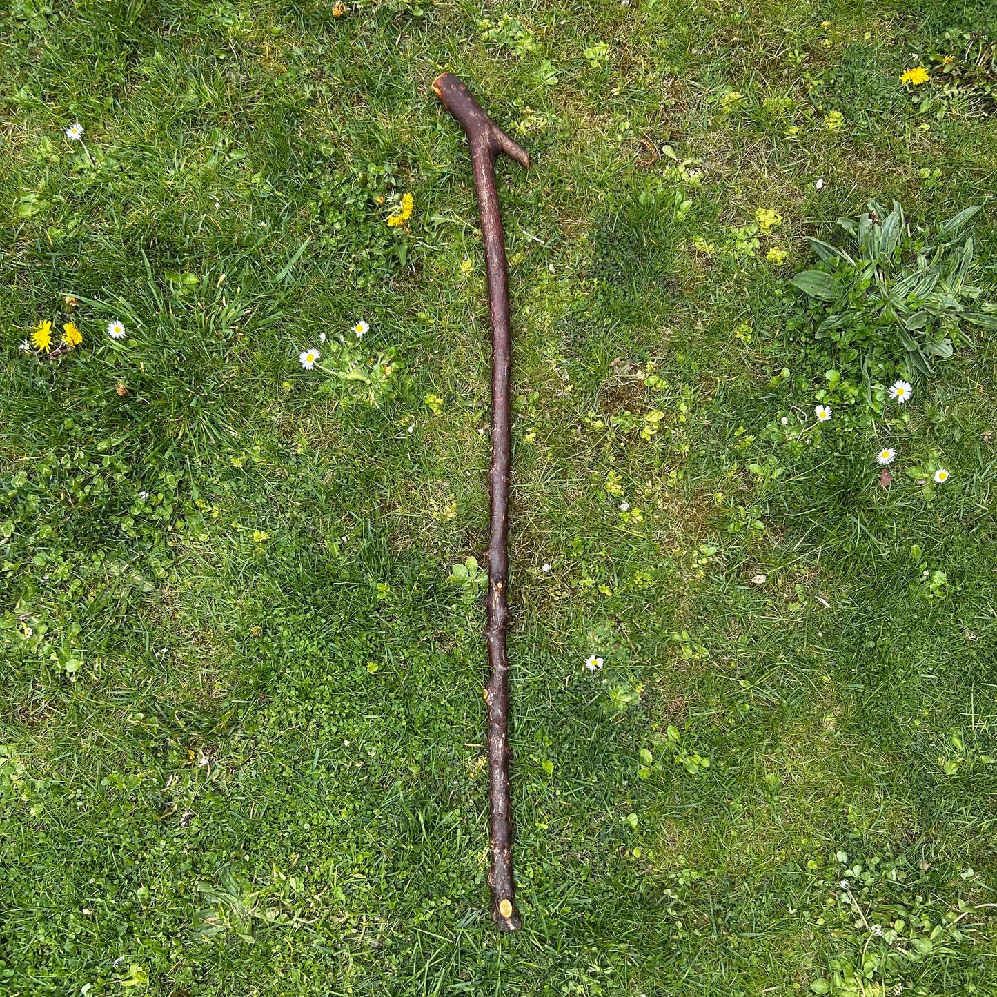 Blackthorn Shillelagh with Sloped L Handle Tail – 102 cm (40.1”)