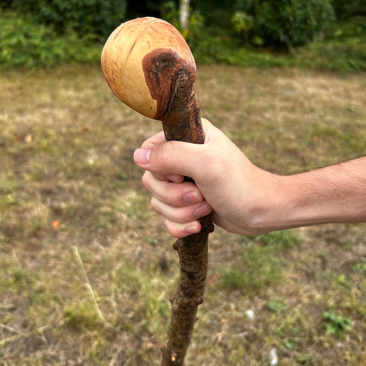 Whitethorn Shillelagh Knob Stick – 87.1 cm (34.3”)